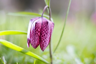 Snake 's Head Fritillary (Fritillaria meleagris)