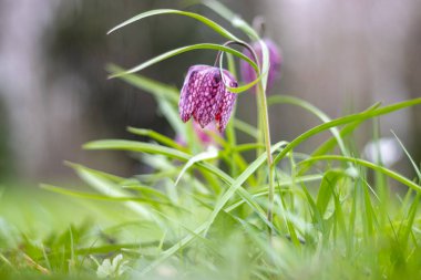 Snake 's Head Fritillary (Fritillaria meleagris)