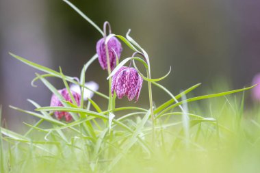 Snake 's Head Fritillary (Fritillaria meleagris)