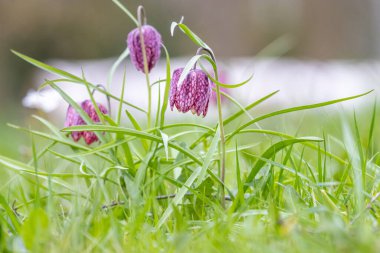 Snake 's Head Fritillary (Fritillaria meleagris)