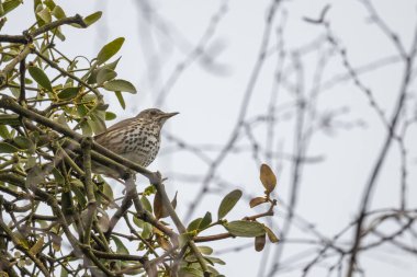 Bir dalda oturan Song Thrush (Turdus philomelos)