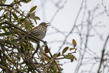 Bir dalda oturan Song Thrush (Turdus philomelos)