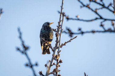 Bir ağaçta oturan Starling (Sturnus vulgaris)