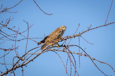 Ağacın üzerinde oturan ortak Şahin (Buteo buteo)