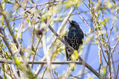 Bir ağaçta oturan Starling (Sturnus vulgaris)