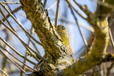 Avrupa Serini (Serinus serinus) bir ağaç üzerinde