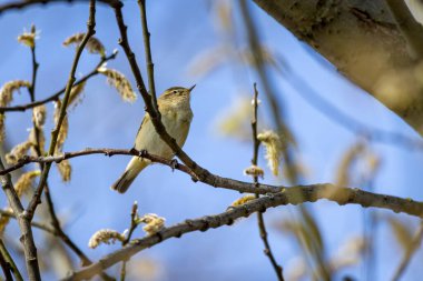 Dusky Warbler (Phylloscopus fuscatus) bir ağacın üzerinde