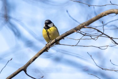 büyük baştankara (parus büyük)