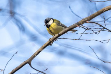 büyük baştankara (parus büyük)