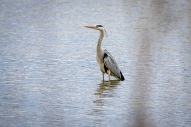 Gri Heron (Ardea cinerea)