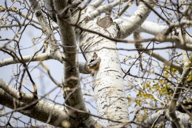 Avrasya tımarhanesi (Sitta europaea))