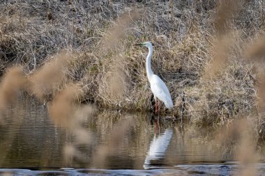 Ortak Büyük Akbalıkçıl (Ardea Alba)