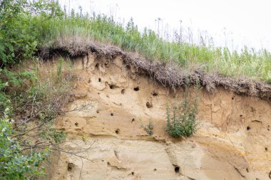 Avrupa arı yiyici (Merops apiaster) Macaristan 'da yuva yapar