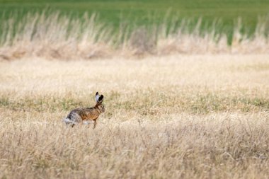 Bir alanda Avrupa Tavşanı (Lepus Europaeus)