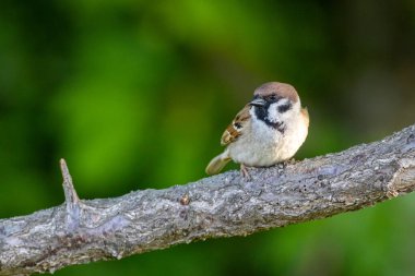 Avrasya ağaç serçesi (Passer montanus) bir ağacın üzerinde