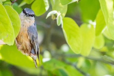 Bahçedeki Avrasya tımarhanesi (Sitta europaea)