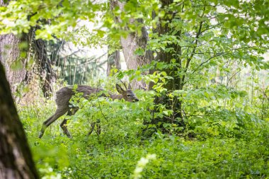 Ormanda Avrupa yumurtası geyiği (Capreolus capreolus)