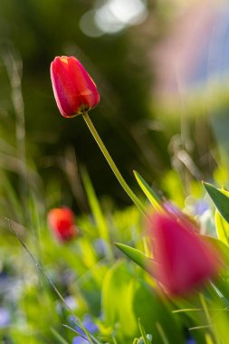 Bahçede kırmızı laleler (Tulipa)