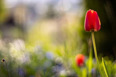 Bahçede kırmızı laleler (Tulipa)