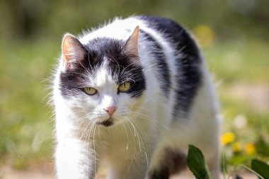 Bahçede beyaz-siyah kedi portresi