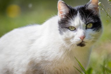 Bahçede beyaz-siyah kedi portresi