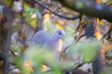 Bir ağacın üzerinde Avrasya yakalı güvercin (Streptopelia decaocto)