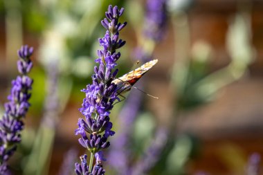 Zalacseb - Macaristan 'daki Salomvar tren istasyonu