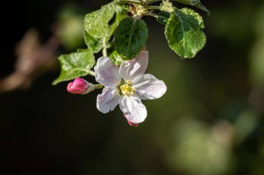 Bahçedeki beyaz elma ağacı çiçekleri