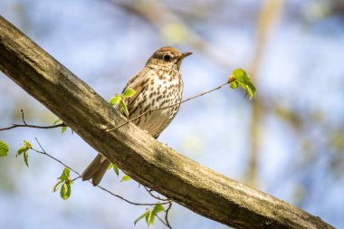 Ormanda Ardıç kuşu (Turdus Philomelos)