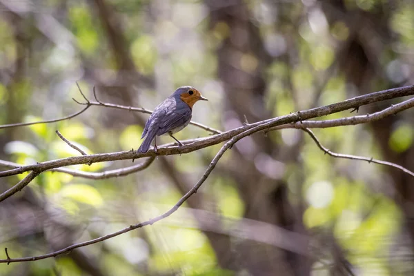 Rubin Europejski Erithacus Rubecula Wczesnej Fazie — Zdjęcie stockowe