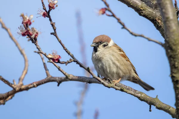 Gorrión Árbol Euroasiático Passer Montanus —  Fotos de Stock