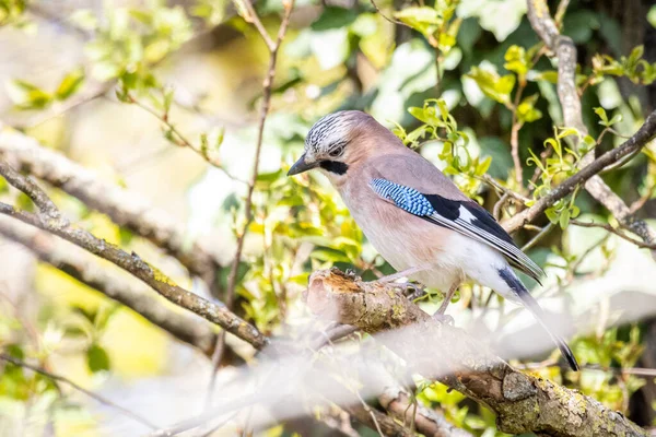 Євразійський Джей Garrulus Glandarius Лісі — стокове фото