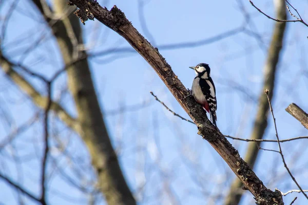 Gran Pájaro Carpintero Manchado Dendrocopos Major — Foto de Stock