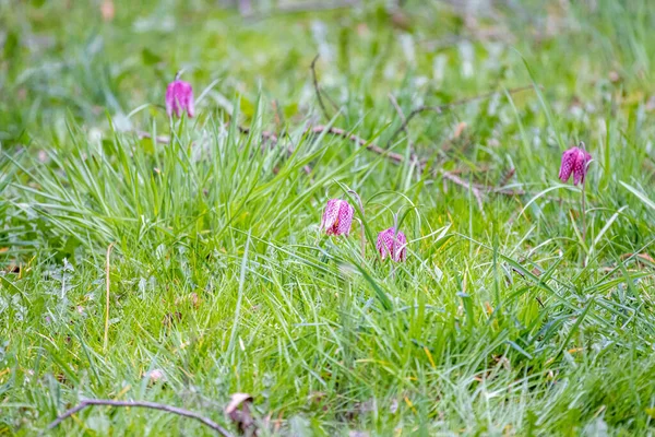 Fritilário Cabeça Cobra Fritillaria Meleagris — Fotografia de Stock