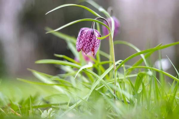 Snake 's Head Fritillary (Fritillaria meleagris)