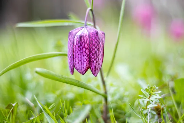 Snake 's Head Fritillary (Fritillaria meleagris)