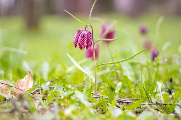 Snake 's Head Fritillary (Fritillaria meleagris)