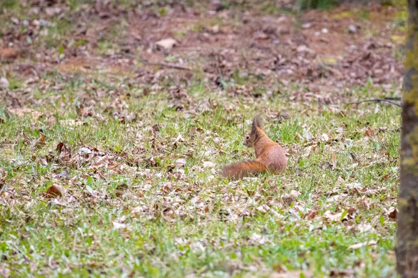 Κόκκινος Ευρασιατικός Σκίουρος Sciurus Vulgaris — Φωτογραφία Αρχείου