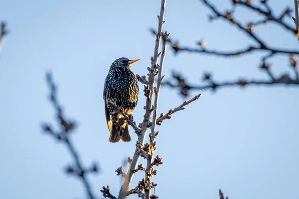 Звичайний Старлінг Sturnus Vulgaris Сидить Дереві — стокове фото