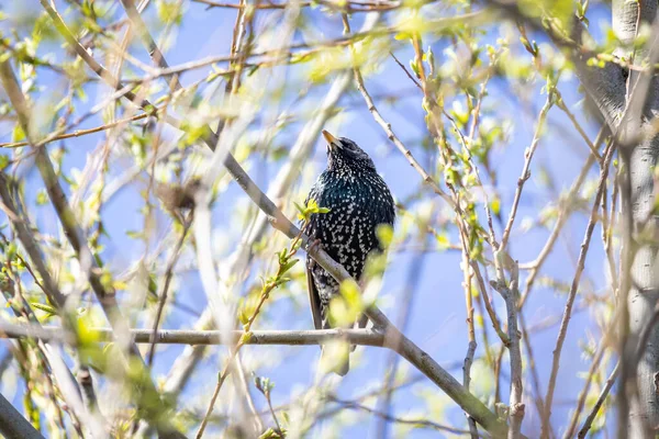 Common Starling Sturnus Vulgaris Sedí Stromě — Stock fotografie