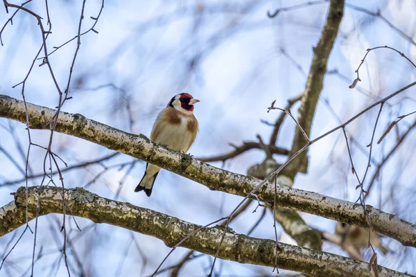 Gulfink Carduelis Carduelis — Stockfoto