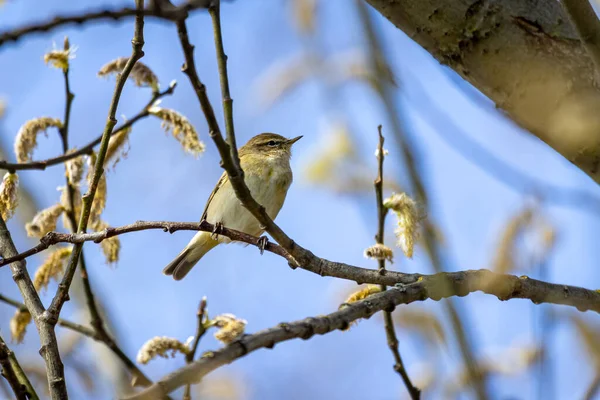 Warbler Oscuro Phylloscopus Fuscatus Árbol — Foto de Stock