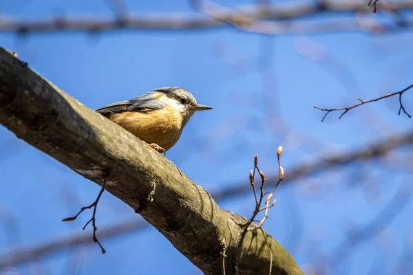 Eurasian Nuthatch Wood Nuthatch Sitta Europaea — стокове фото