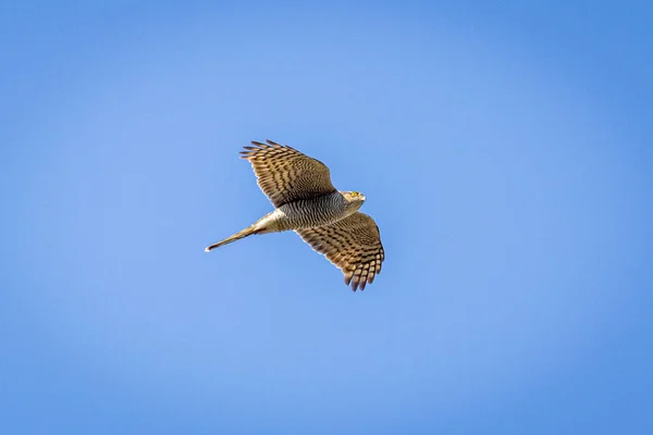 Épervier Eurasie Accipiter Nisus — Photo