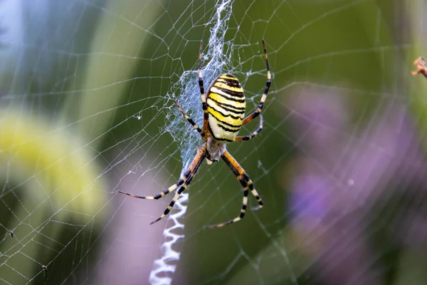 Σφήκα Spider Argiope Bruennichi Στο Διαδίκτυο — Φωτογραφία Αρχείου