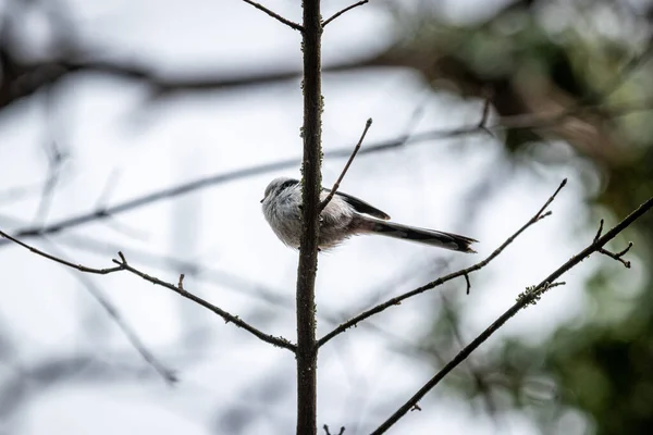 Tit Cola Larga Bushtit Cola Larga Aegithalos Caudatus — Foto de Stock