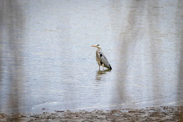 Garça Cinzenta Ardea Cinerea — Fotografia de Stock