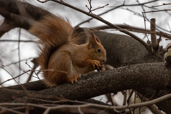 Rothörnchen Sciurus Vulgaris — Stockfoto