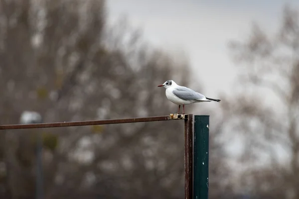 Gaivota Cabeça Preta Chroicocephalus Ridibundus — Fotografia de Stock