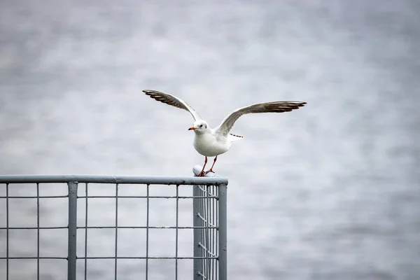 Gaivota Cabeça Preta Chroicocephalus Ridibundus — Fotografia de Stock